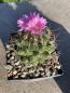 Preview: Coryphantha ramillosa